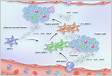 Mesenchymal stemstromal cells MSCs origin, immune